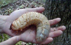 Cardapio sobrevivencia 082